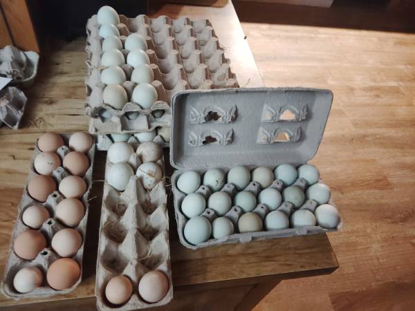 Fertilized eggs 1