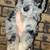 Standard Poodle 1 thumbnail