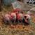 Mini pig piglets 1 thumbnail