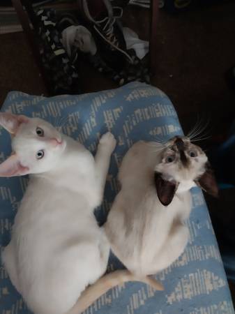 Sibling kittens (Hermitage)63979870173699120