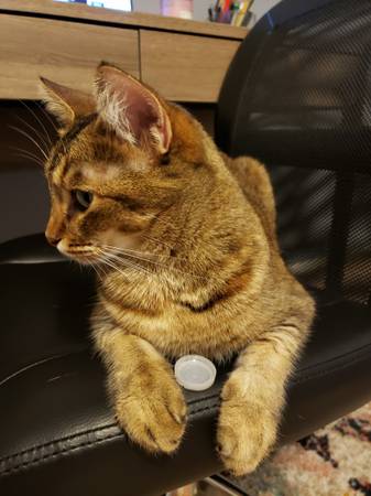 Rehoming Cat (Rock Springs)63655939200001123