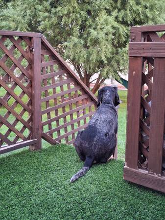 Sabueso Blue Tick de 3 años-Reubicación (West Jordan)63674540901635124