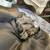 Cane Corso puppies 5 thumbnail