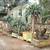 ALOE BAIENSEII ,DR SUSE tree & Dracaena Draco 11 12 thumbnail