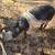 Duroc hogs 6 thumbnail