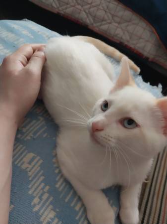 Sibling kittens (Hermitage)63979870173699124