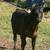Beef Calves: 3 steers and 1 heifer 3 thumbnail