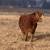 Red, Charolais and red neck bred cows 1 thumbnail
