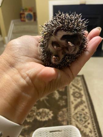 Hedgehog babies (Raleigh)63980447081859121