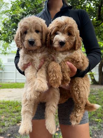 Goldendoodles 1