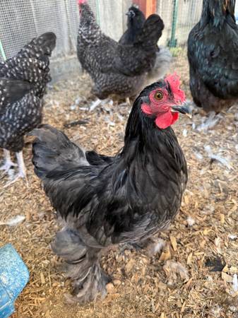 Bantam Cochin Rooster named Bootsy (concord / pleasant hill / martinez)64207904432259121