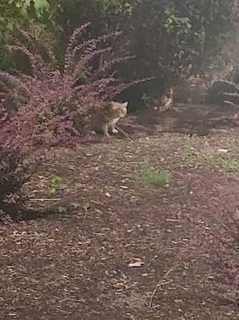 Orange/white cat at Se 82nd Ave Winco601251177070612481