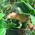 Bioactive Crested Gecko Vivarium 5 thumbnail