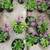 PERENNIAL PLANTS 5 thumbnail