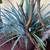 Drought tolerant plant 1 thumbnail