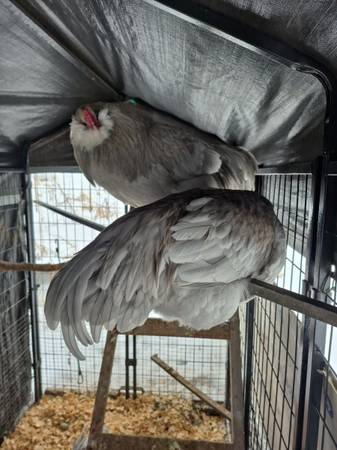Lavendar Araucana chickens 1