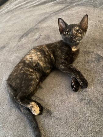 Kittens for adoption - small fee (crystal river)63899301467267122
