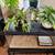 TERRARIUM - COMPLETE 6 thumbnail