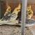 Young COCKATIEL 1 thumbnail