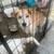 Great Pyrenees Husky Mix 4 thumbnail