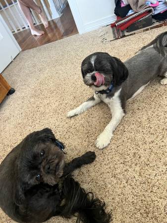 2 ShihTzu (Aurora)63679658554113120