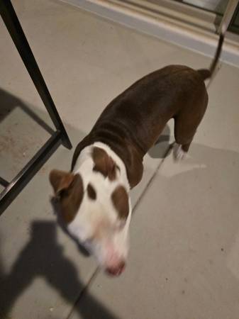 Found- white and brown pit-mix and small terrier chihuahua mix VERY SW (Tolleson)64007247994882122