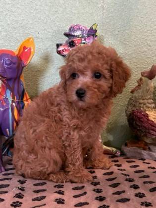 Extremely playful Puppy 1