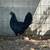 Gamefowl hen 1 thumbnail