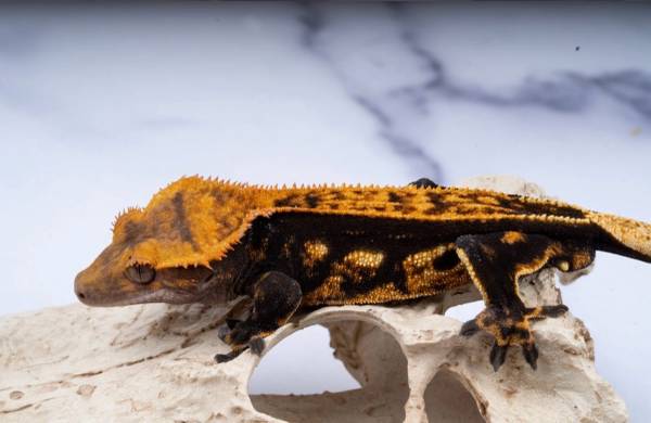 Crested Geckos. 1