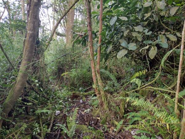 $38,000 / 43560ft2 - 1 Acre in Leilani Estates (Leilani Estates (Pahoa))63939391675266121