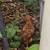 Chicken - Rhode Island Red / Pullets/Young Hens/ Chickens 2 thumbnail