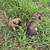Anatolian Shepherd 3 thumbnail