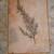 Rosemary, Lavender, Italian Parsley and Other Herb Lithographs Vintage 6 thumbnail