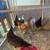 Chickens and Polish rooster 2 thumbnail