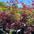 Maple Tree Sale!! 9 thumbnail