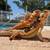 Bearded dragons 1 thumbnail
