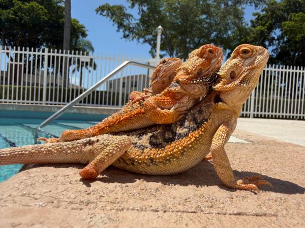 Bearded dragons 1