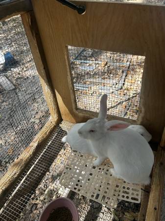 RABBITS 1