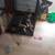 Dog 3 thumbnail