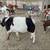 Reducing herd 1 thumbnail