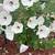 Gorgeous Hibiscus Seed Packs 3 thumbnail