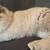 Ragdoll cat 4 thumbnail