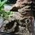 Reptile Setup for Sale – 40 Gallon Open Glass Terrarium + snake 5 thumbnail