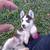 Male husky puppy 3 thumbnail