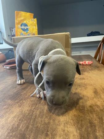 Cachorros Blue Pitbull (Oklahoma City)63670608776833122