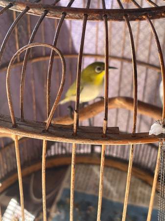 Pájaros mirlo de anteojos/Oriental white-eye (West Linn)