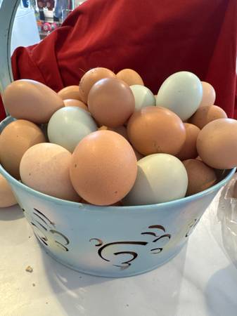 Chicken Eggs 1