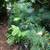 Gingers, Lilies, Bromiliads, Swiss Cheese (see list various prices) 2 thumbnail