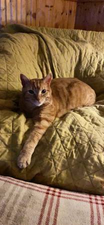 MISSING ORANGE CAT (Frankfort)64213662336131120