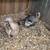 Turkeys pair 1 thumbnail